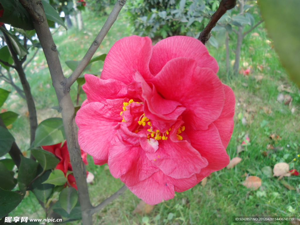 茶花