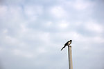 鸟儿
