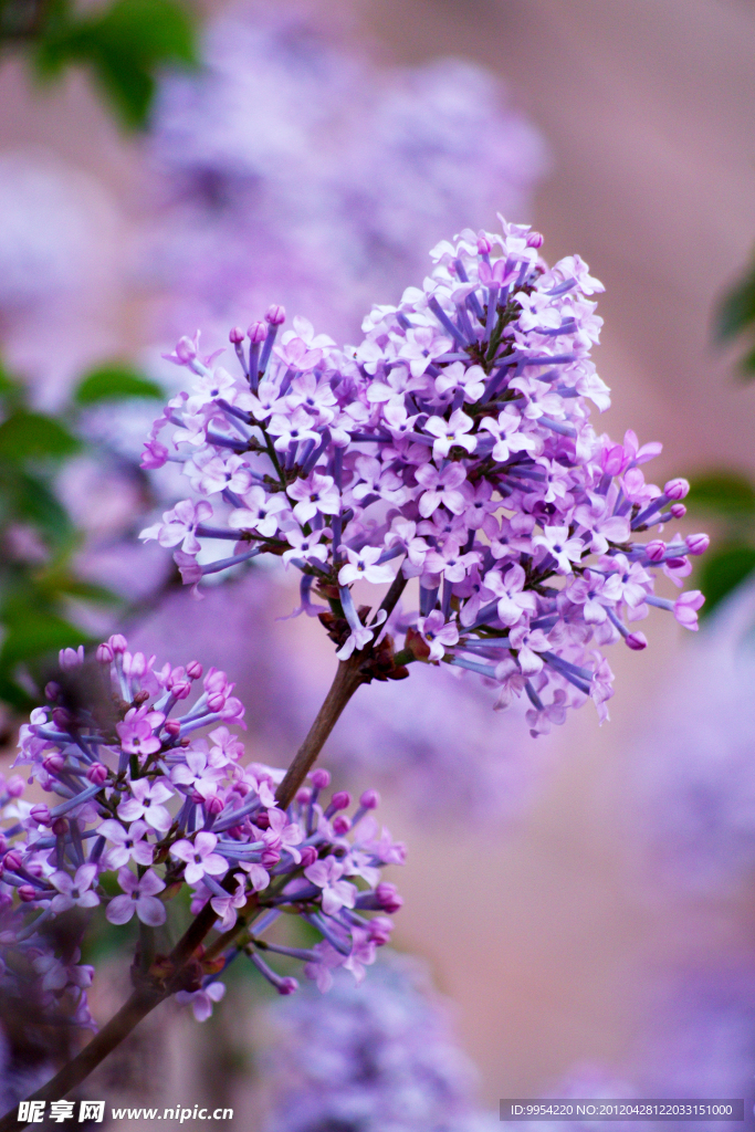 丁香花