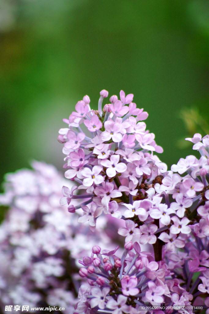 丁香花