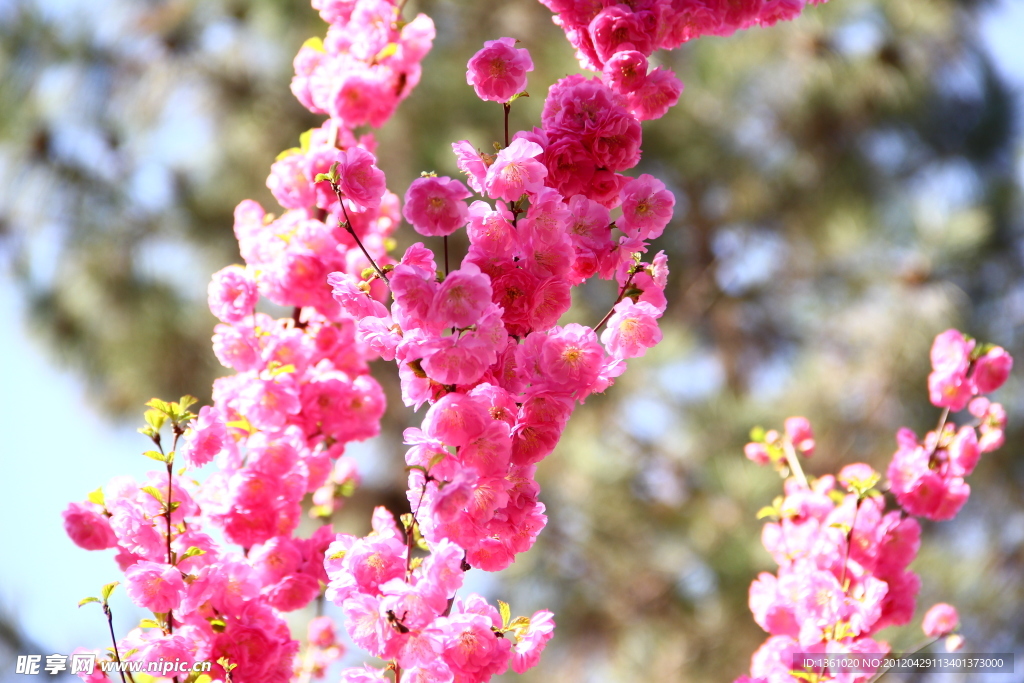 桃花