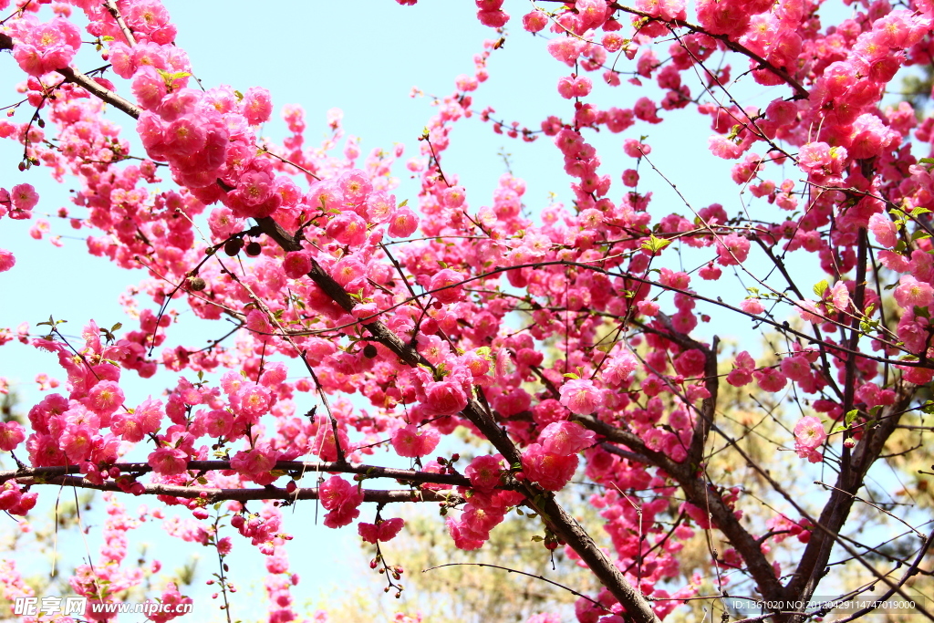 桃花