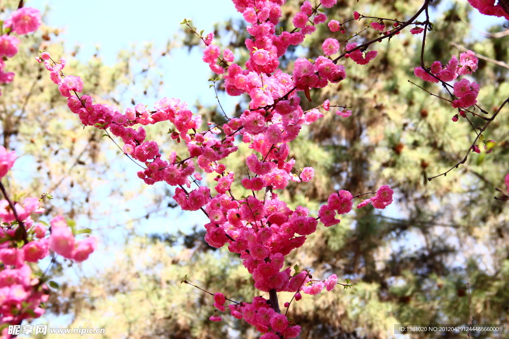 桃花