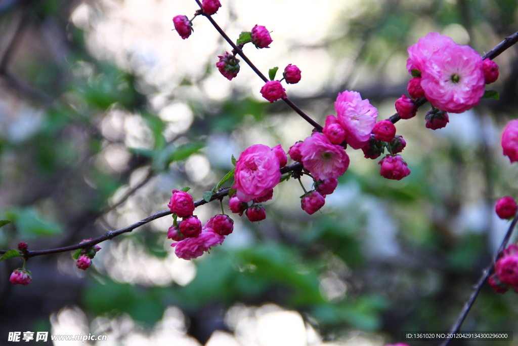 桃花