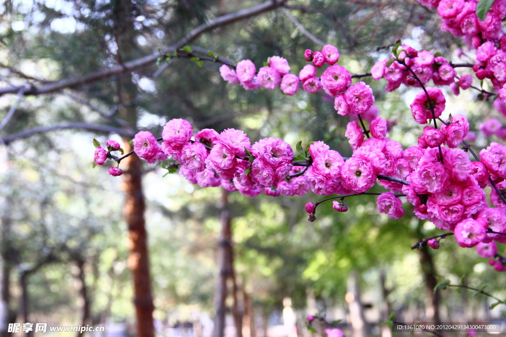 桃花