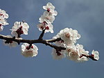 春风里的桃花
