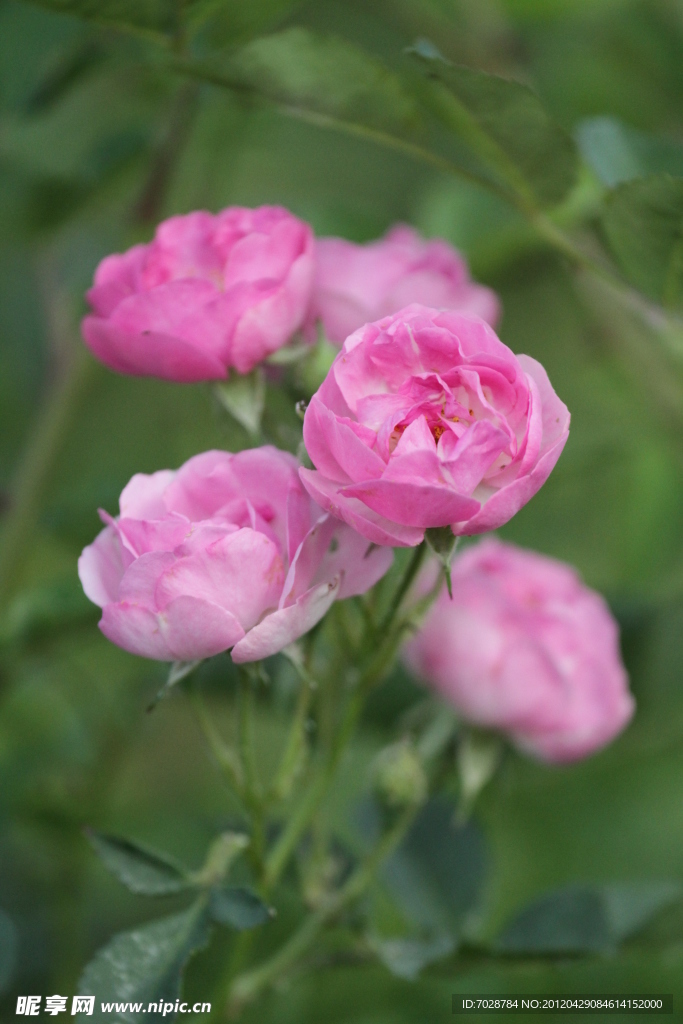 月季花