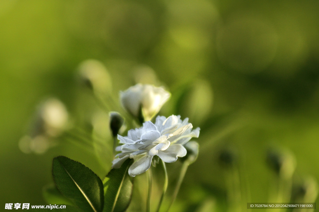 小百花