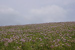 满山遍野格桑花