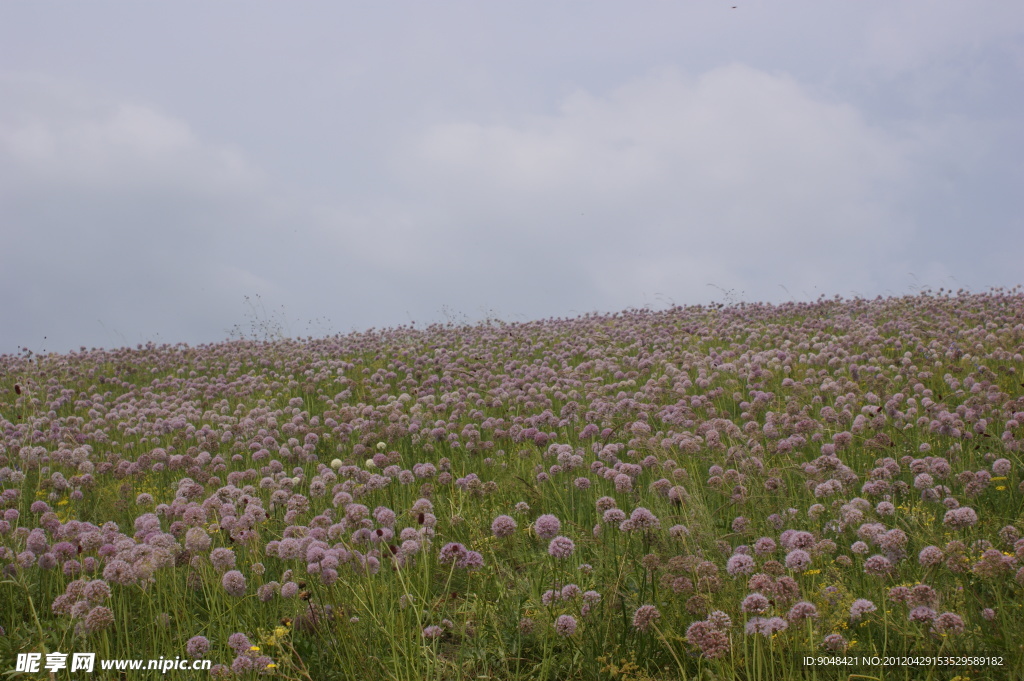 满山遍野格桑花