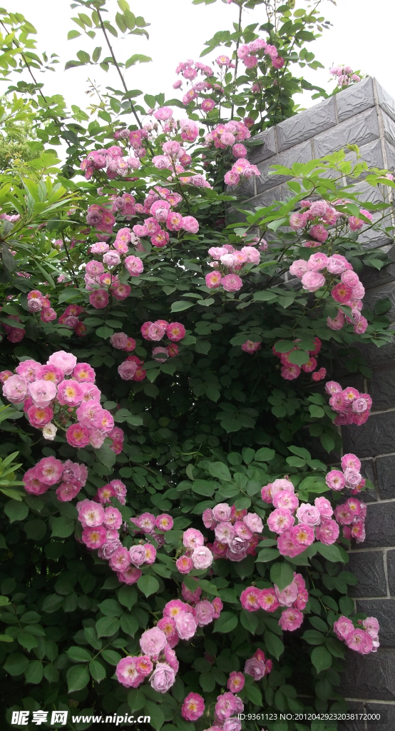 月季花