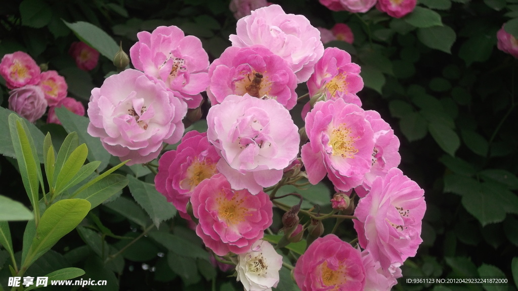 月季花