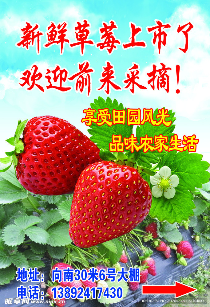 草莓广告