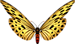 蝴蝶
