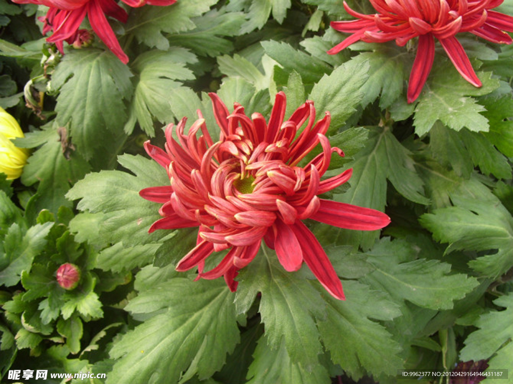 菊花