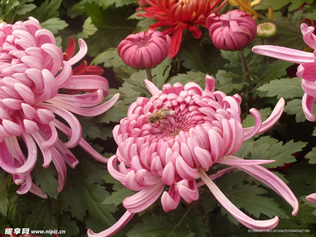 菊花