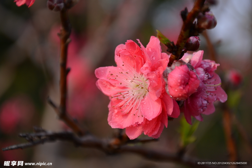 桃花