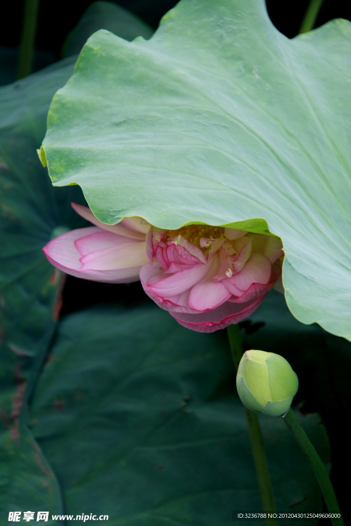 荷花