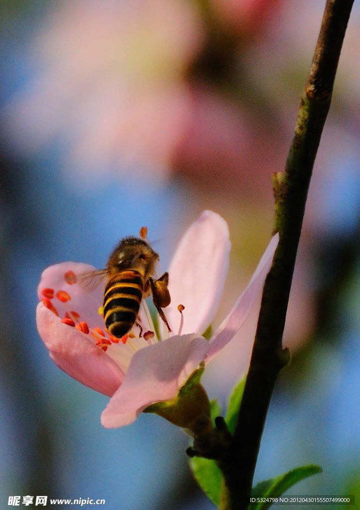 采花蜜蜂