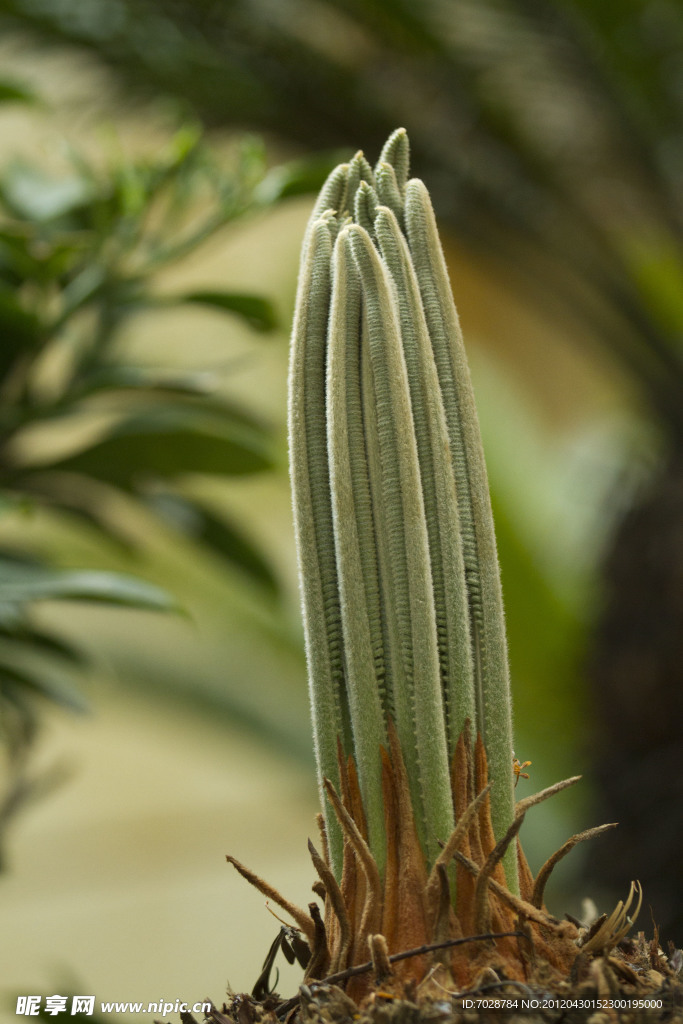 铁树 植物