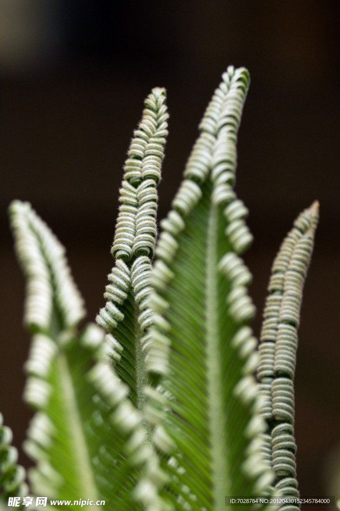 铁树 植物