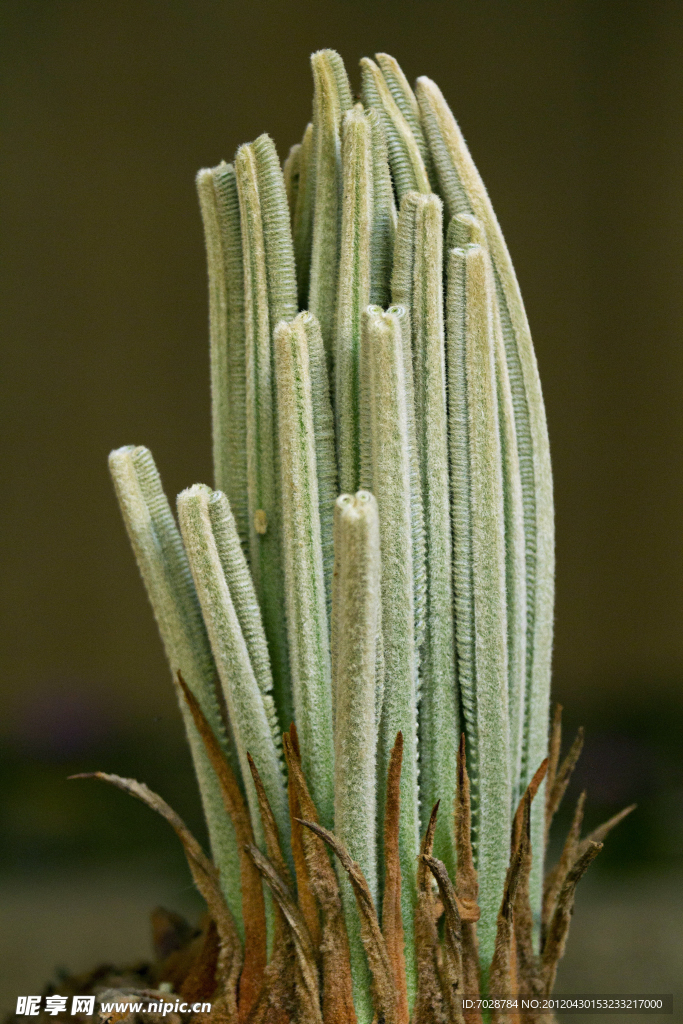 铁树 植物