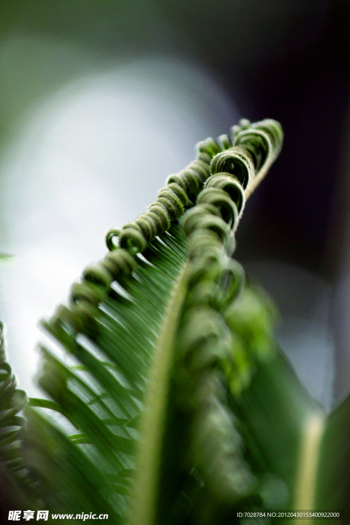 铁树 植物