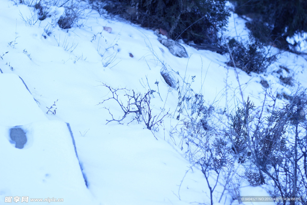 山野雪地
