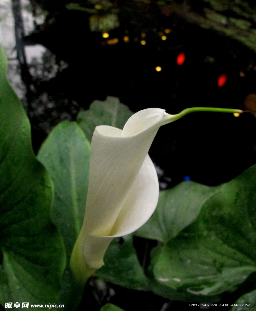 鲜花（非高清）
