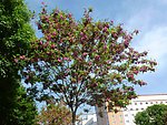 红槐花