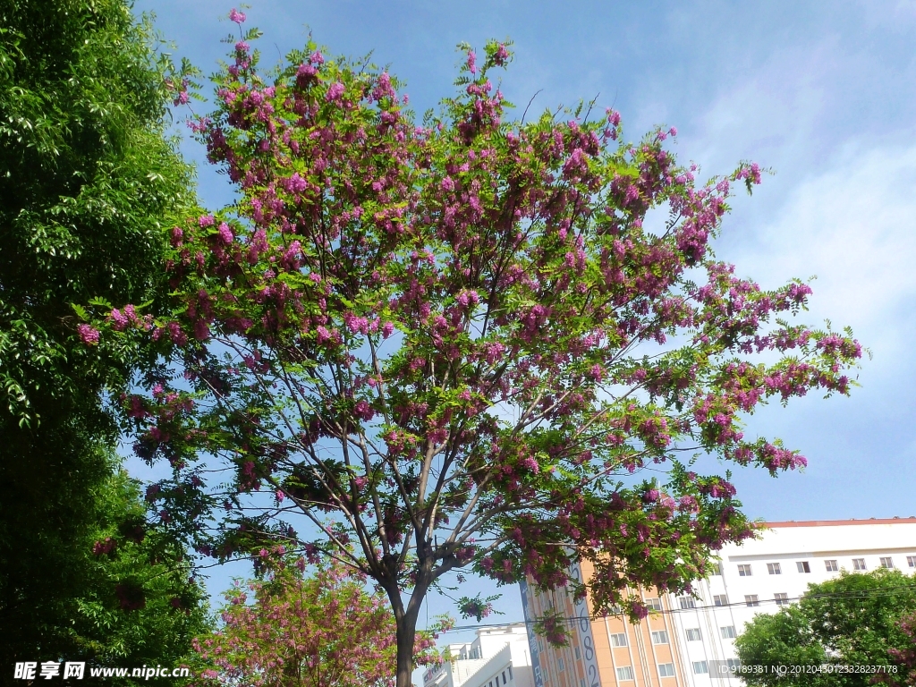 红槐花