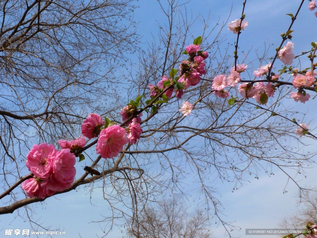 碧桃花