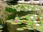 莲花