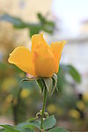 月季花
