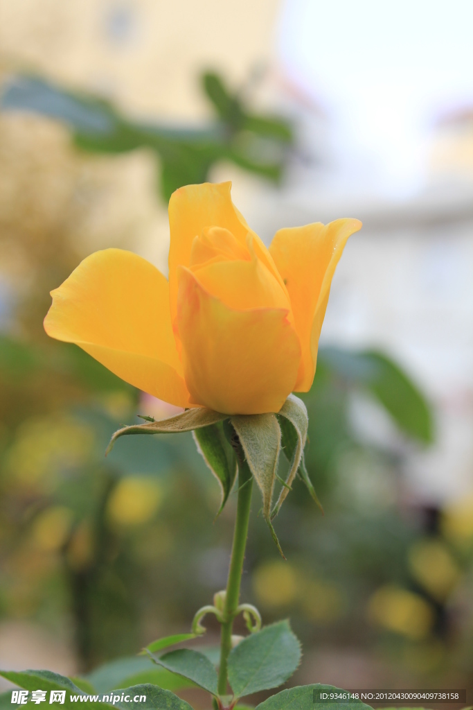 月季花