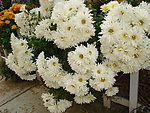 白菊