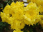黄菊