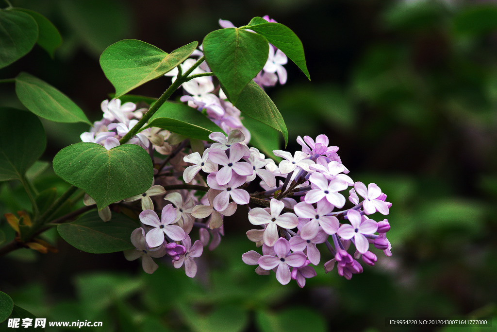 丁香花