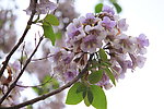 梧桐花