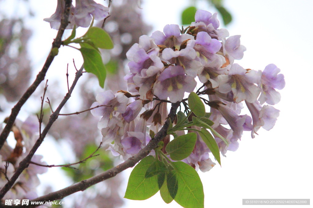 梧桐花