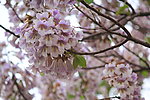 梧桐花