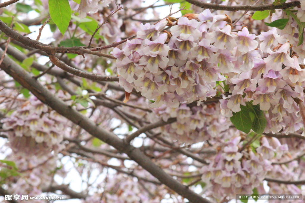 梧桐花