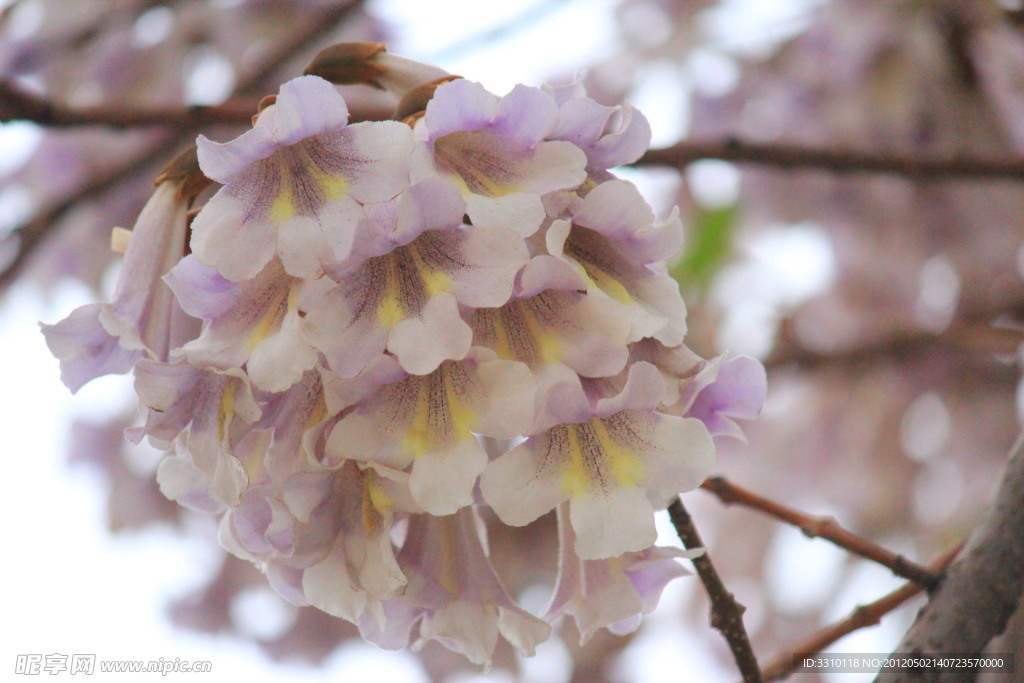 梧桐花 梧桐 桐花 梧桐树