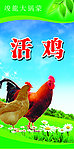 活鸡（合层）