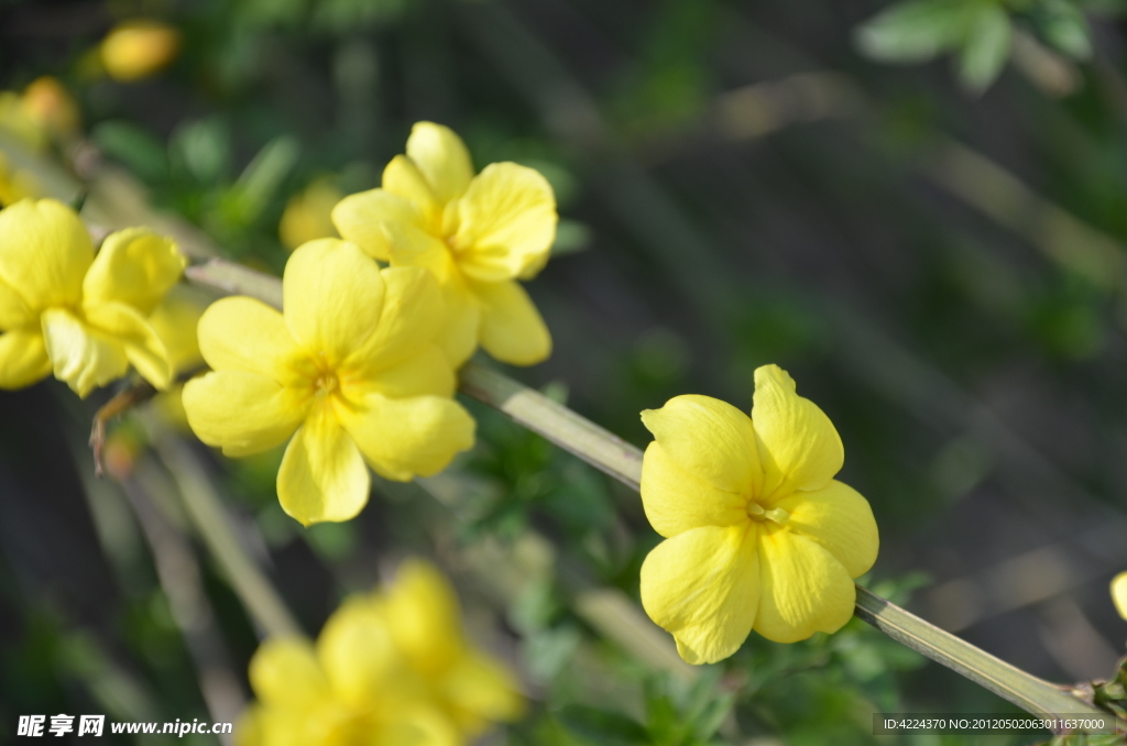 迎春花