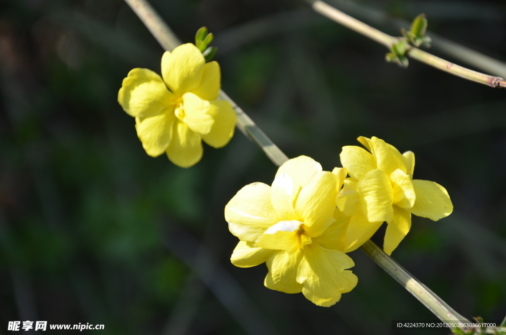 迎春花