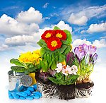 高清花朵盆栽图