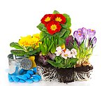 高清花朵盆栽图