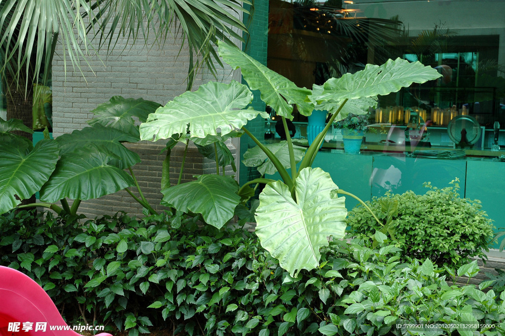 植物小品