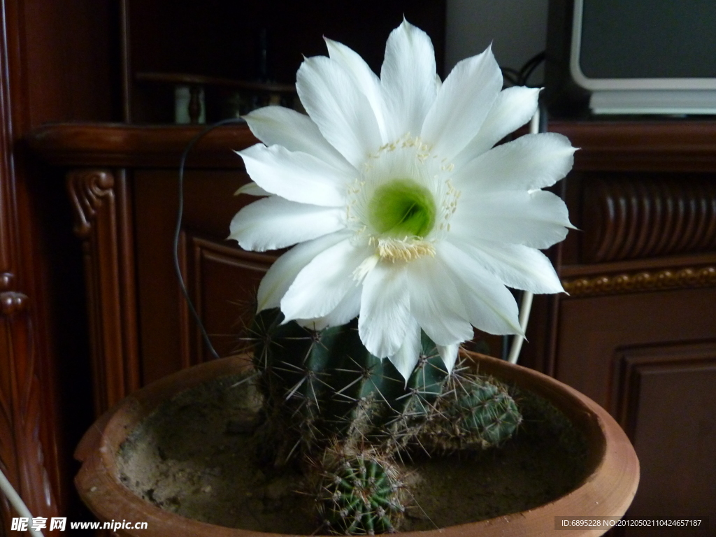 仙人球开花